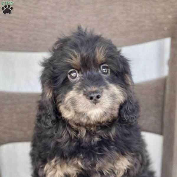 Chad, Cavapoo Puppy